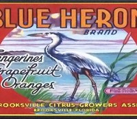 blue-heron