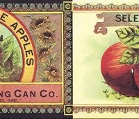 selected-maine-apples